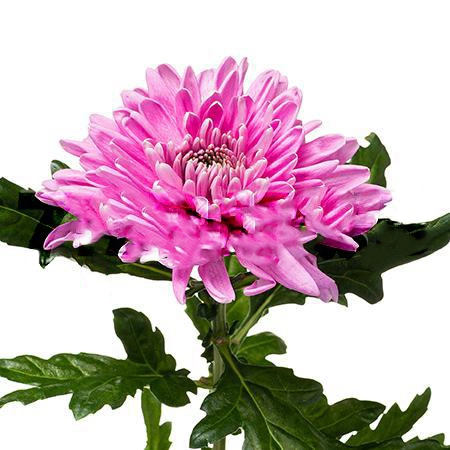 Chrysanthemum rossano dark