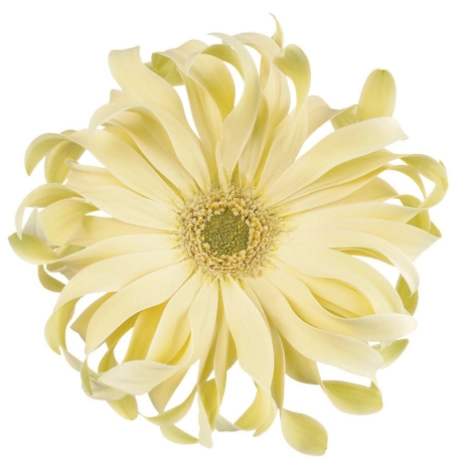 Gerbera airroll shangri-la | Wholesale flowers, plants and supplies Gerbera airroll shangri-la
