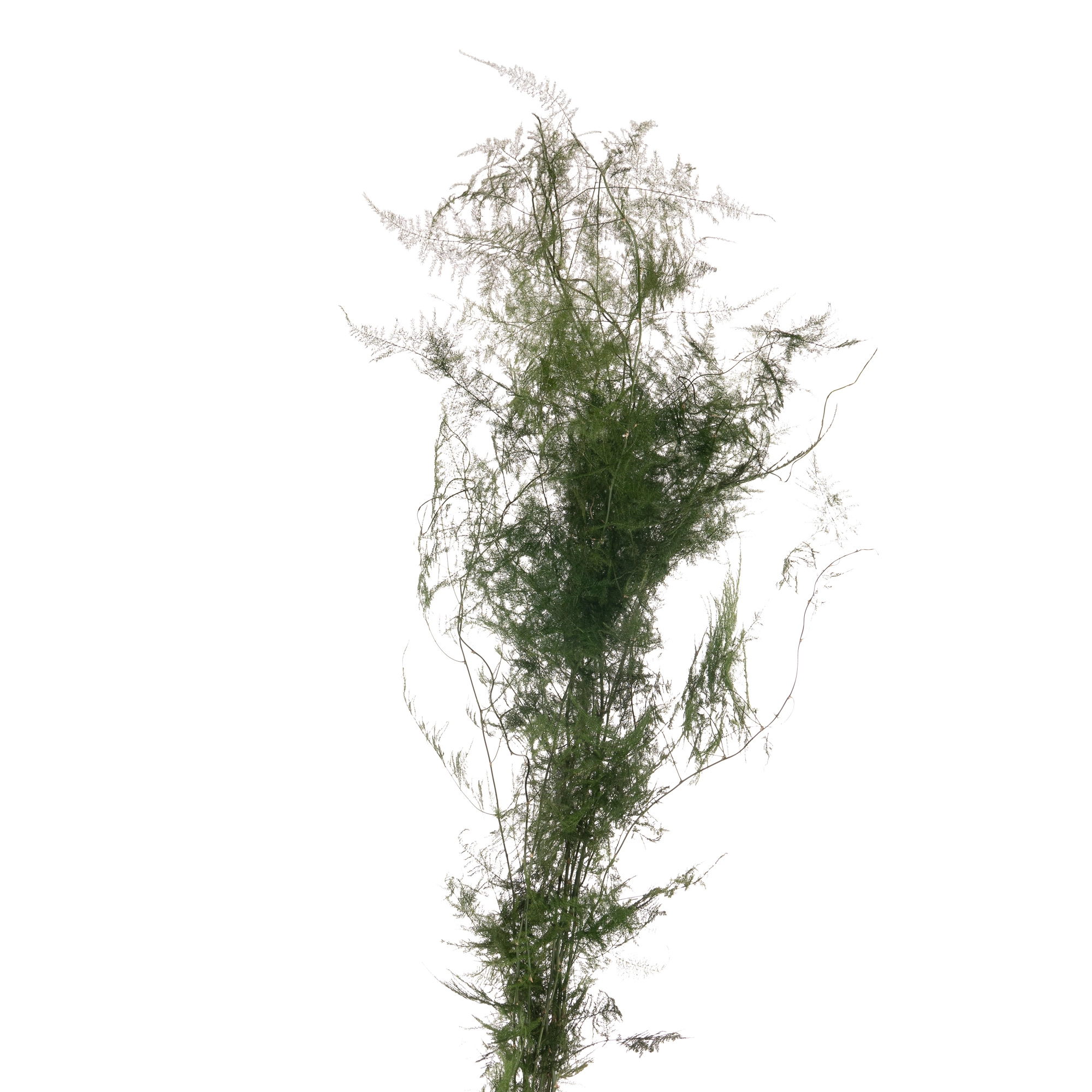 Blad Asparagus plumosus