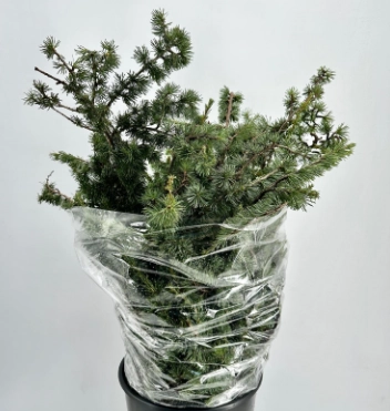 Cedar libanii glauca