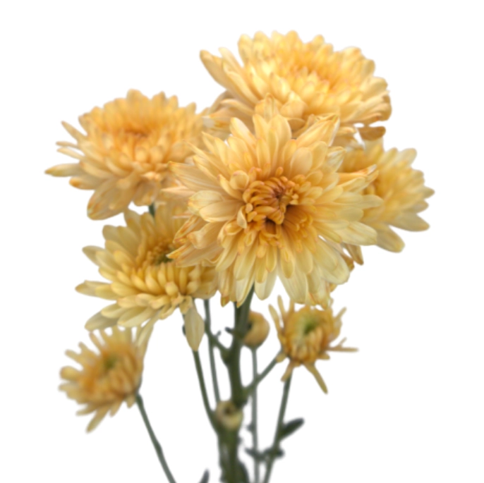 Chrysanthemum tinted spray peach