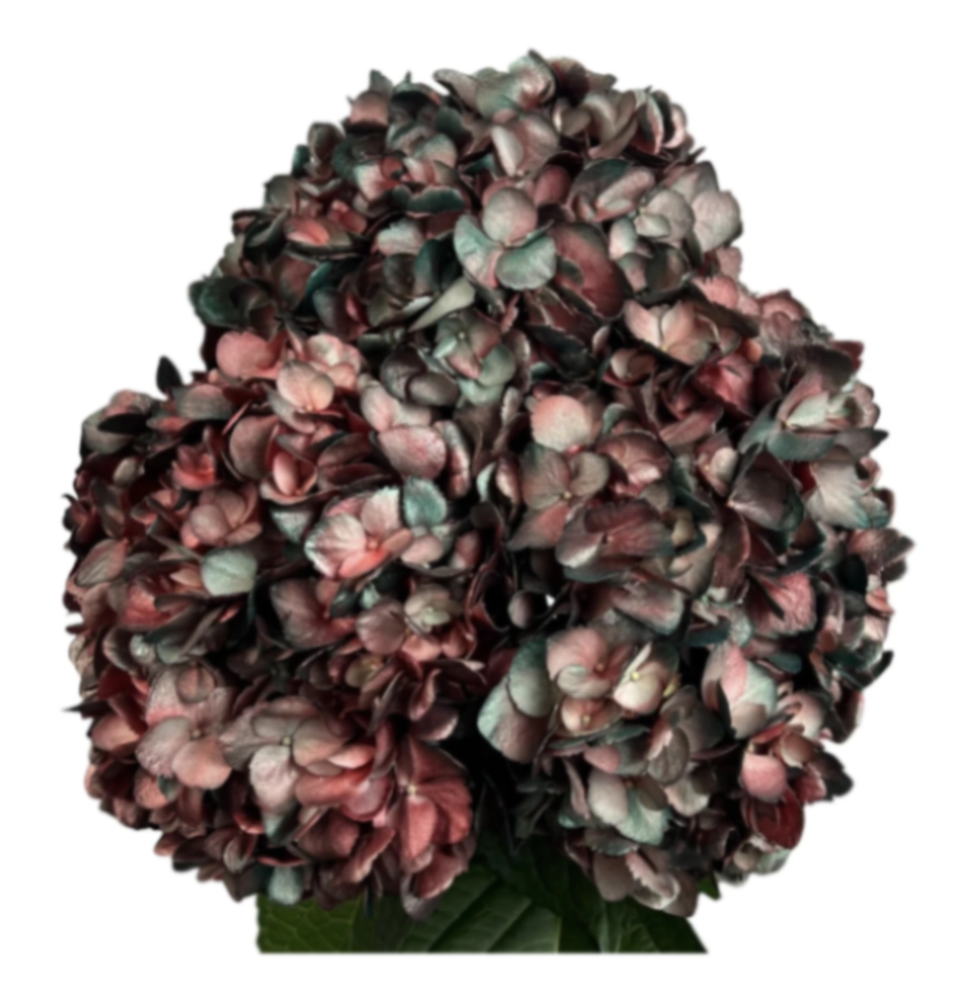 Hydrangea jumbo ruby pine