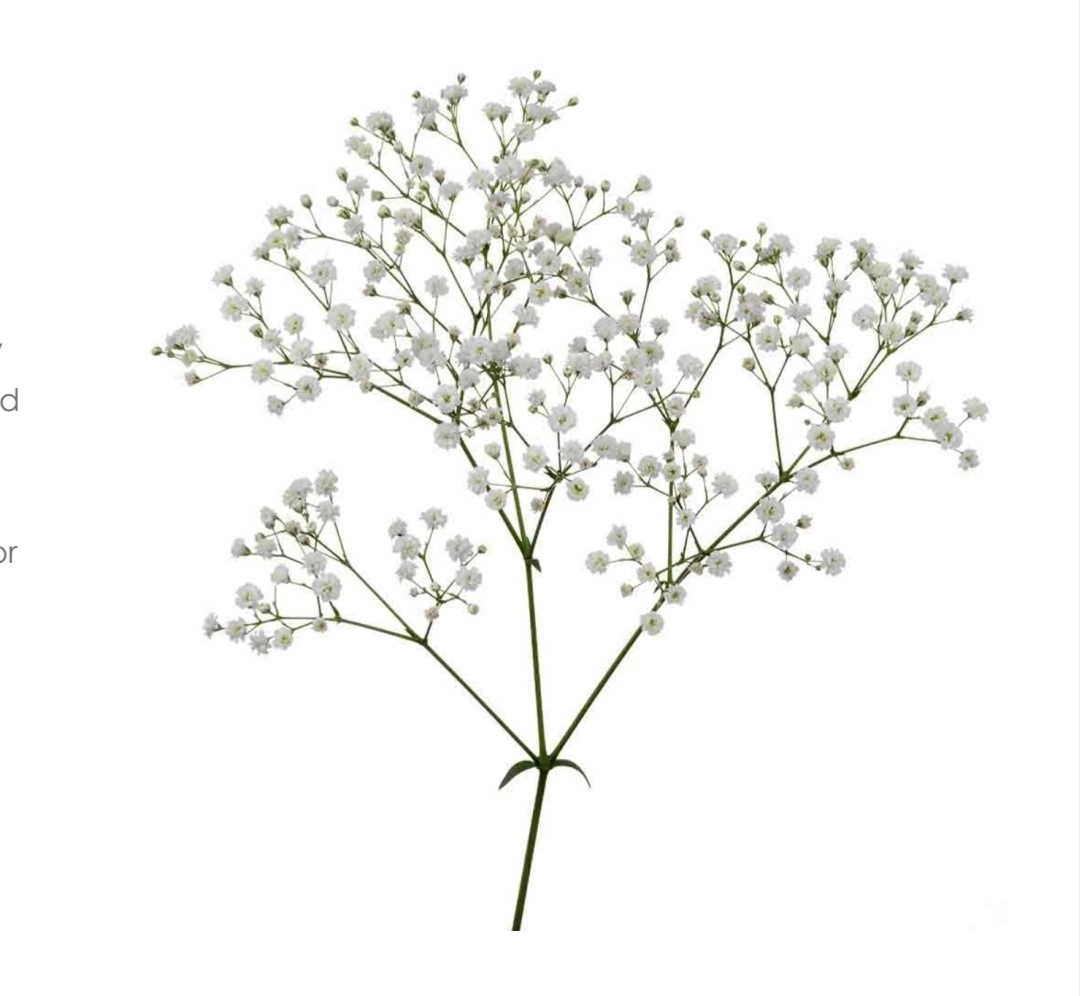 Gypsophila zinzi | Wholesale flowers, plants and supplies Gypsophila zinzi