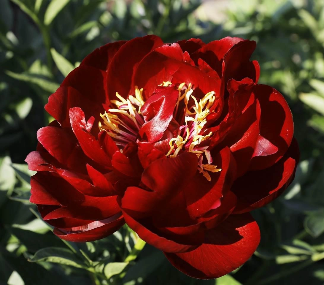 Paeonia buckeye belle