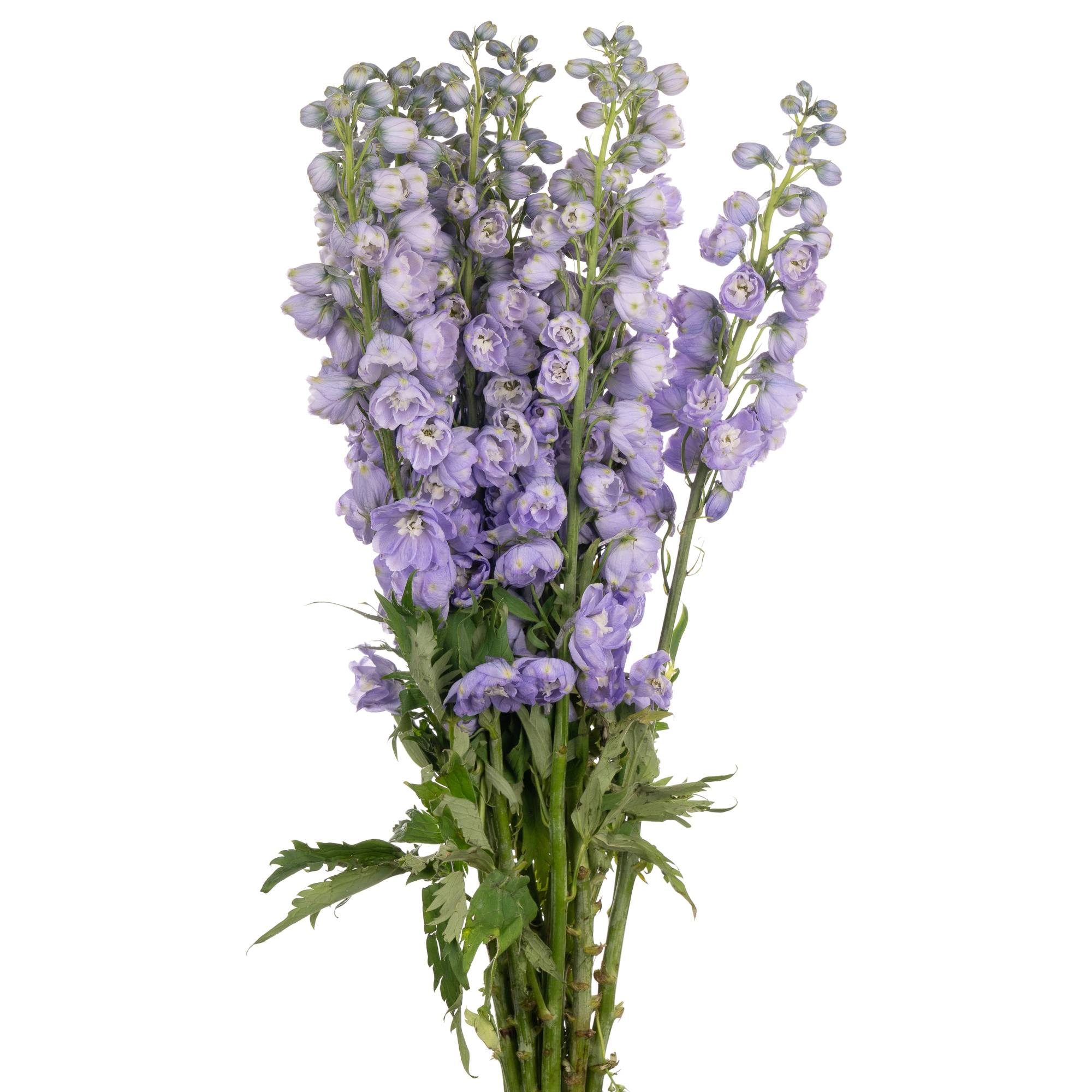 Delphinium elatum magic fountain lavender