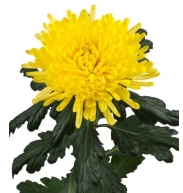 Chrysanthemum single alexander