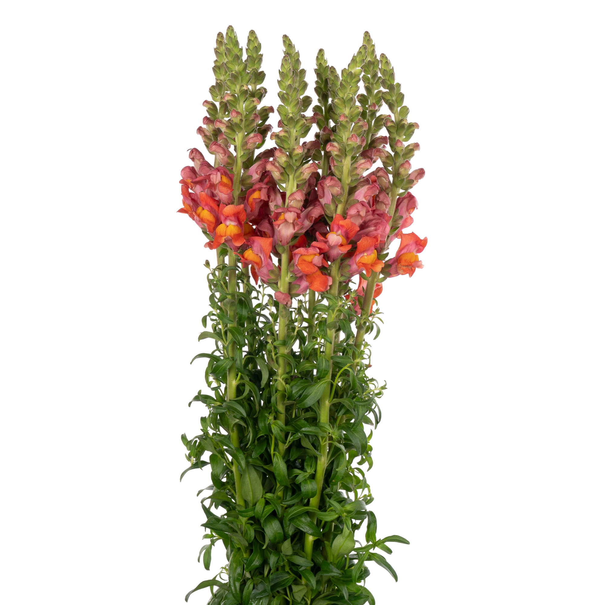 Antirrhinum new mexico