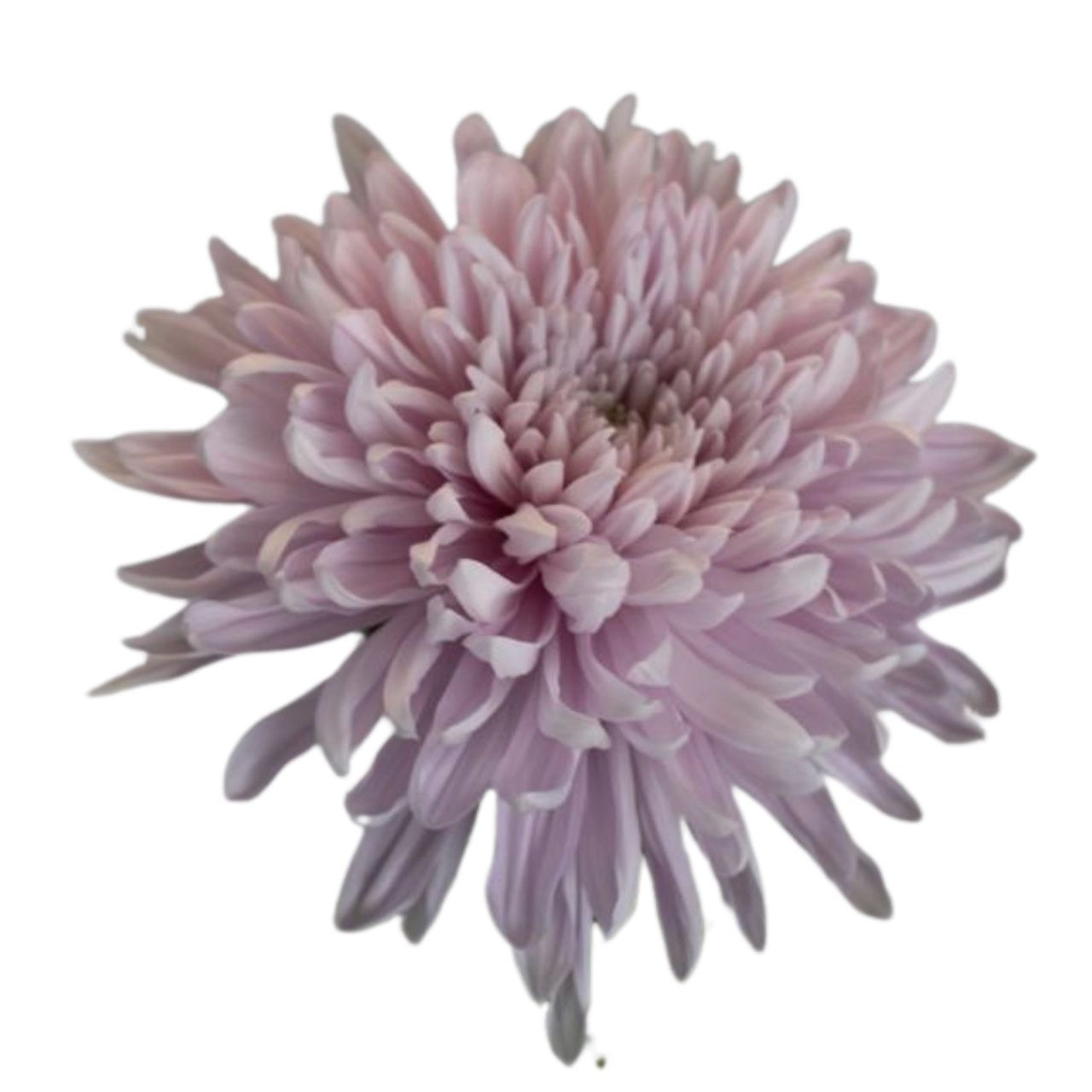 Chrysanthemum single honey moon intense | Wholesale flowers, plants and supplies Chrysanthemum single honey moon intense