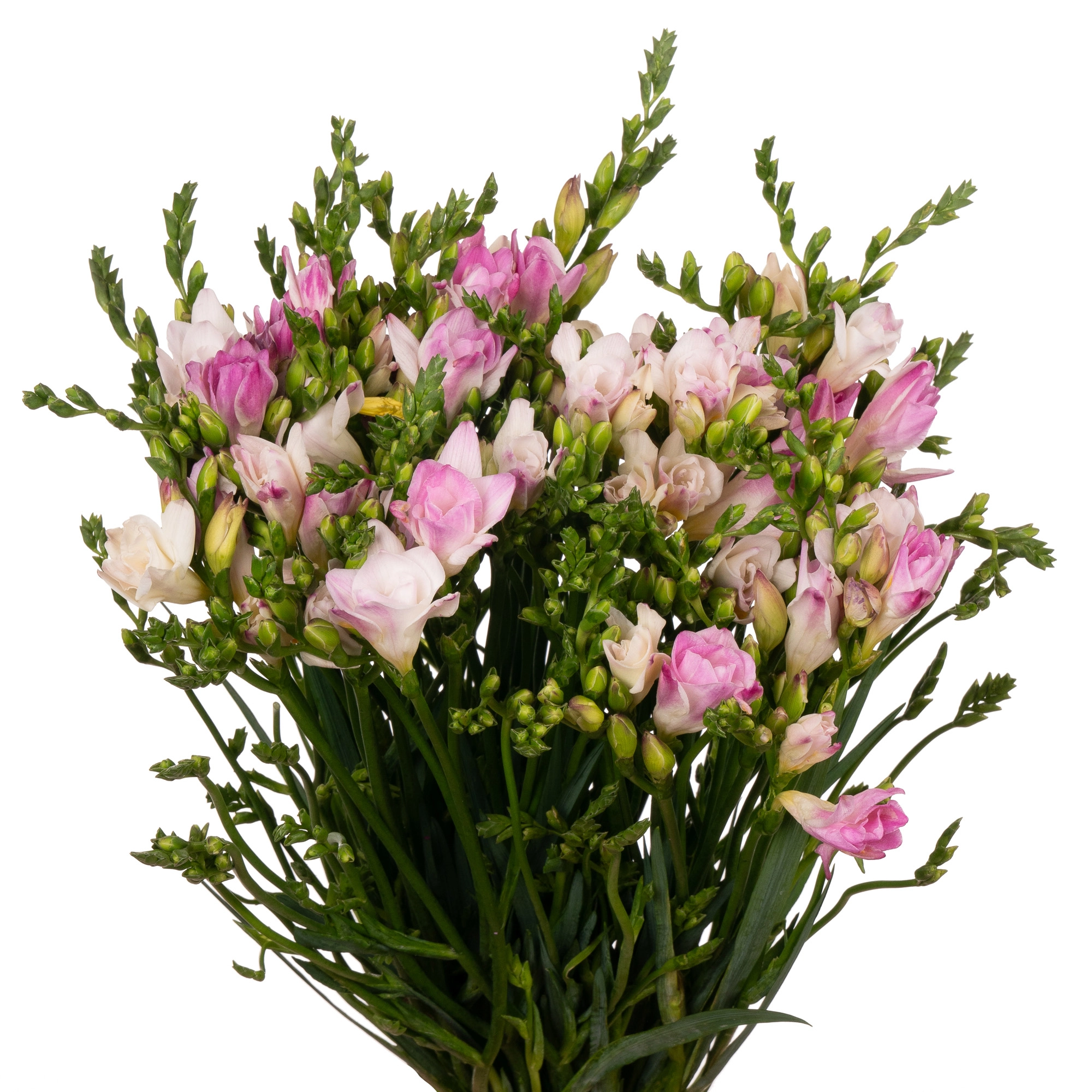 Freesia double honeymoon | Wholesale flowers, plants and supplies Freesia double honeymoon