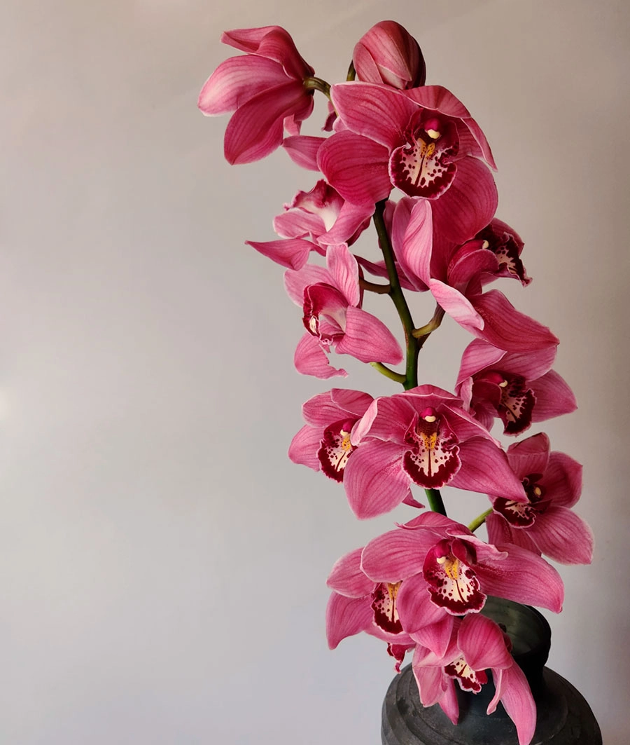 Cymbidiums | Wholesale flowers, plants and supplies Cymbidiums
