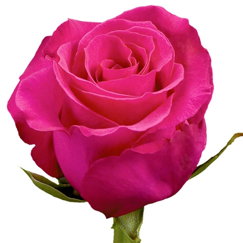 Rose hot lady