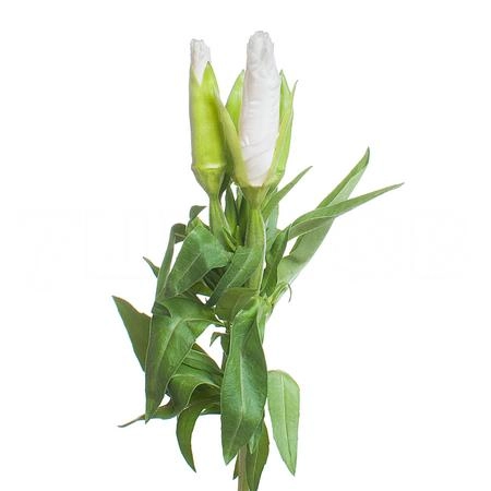 Clarkia grace white | Wholesale flowers, plants and supplies Clarkia grace white