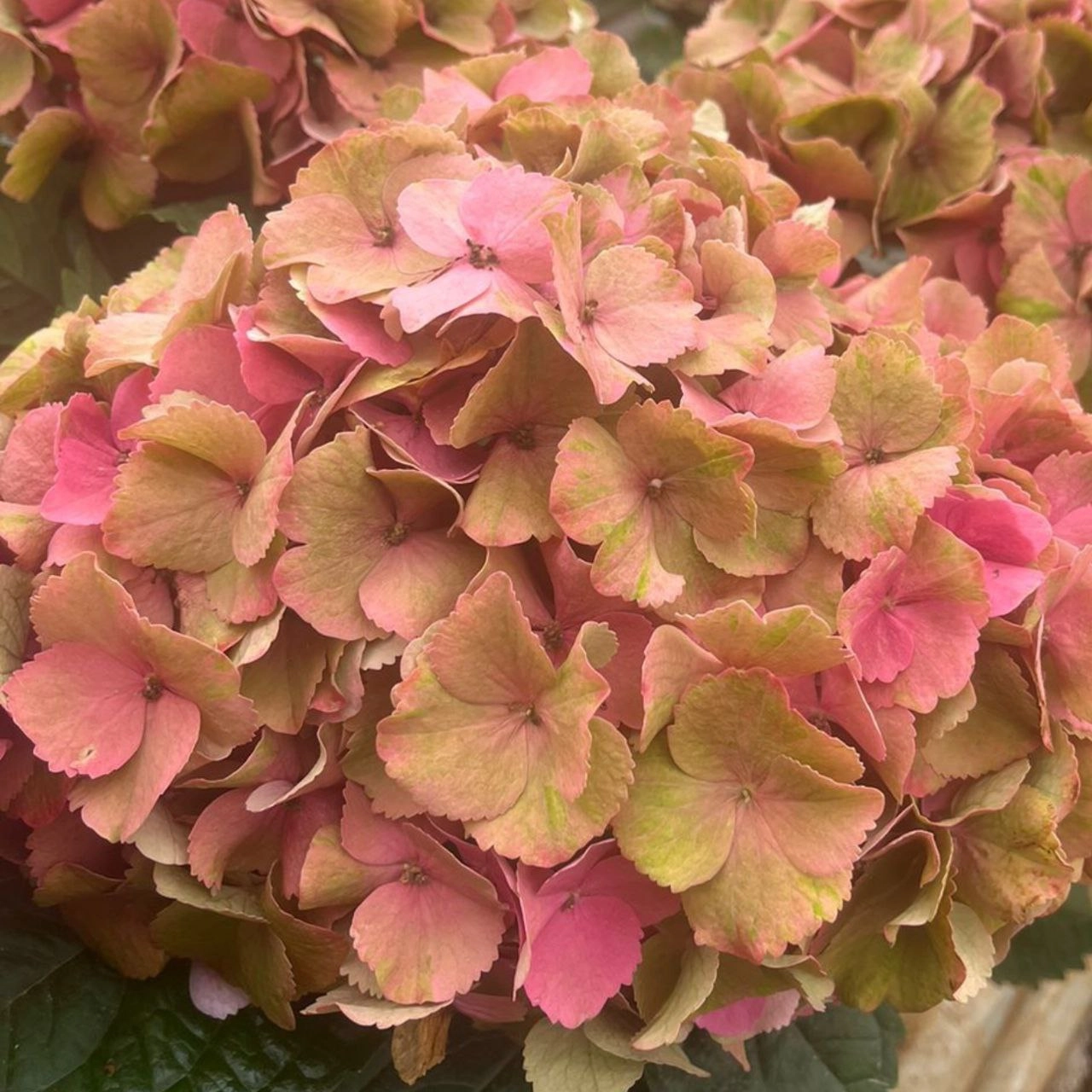 Hydrangea scarlet antique