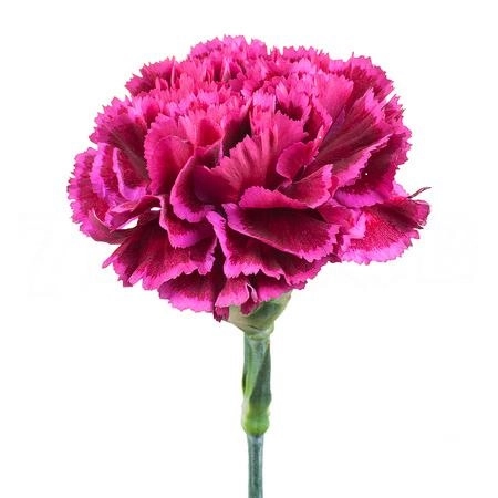 Carnation nobio party