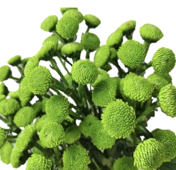 Chrysanthemum santini green forest | Wholesale flowers, plants and supplies Chrysanthemum santini green forest