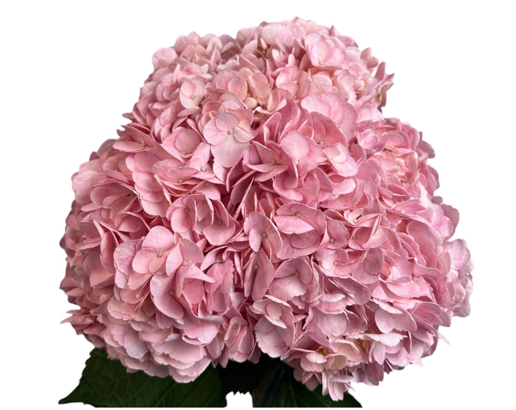 Hydrangea jumbo fresh pink