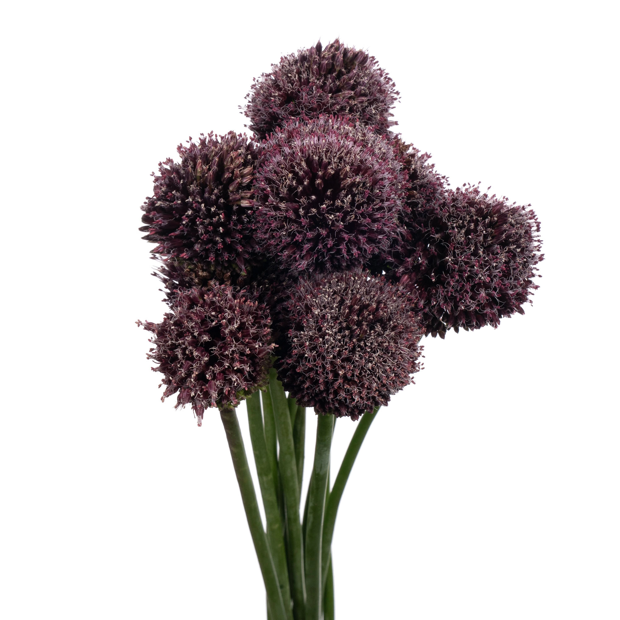 Allium forelock