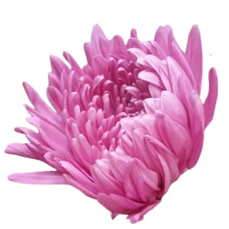 Chrysanthemum fonda