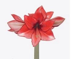 Hippeastrum charisma