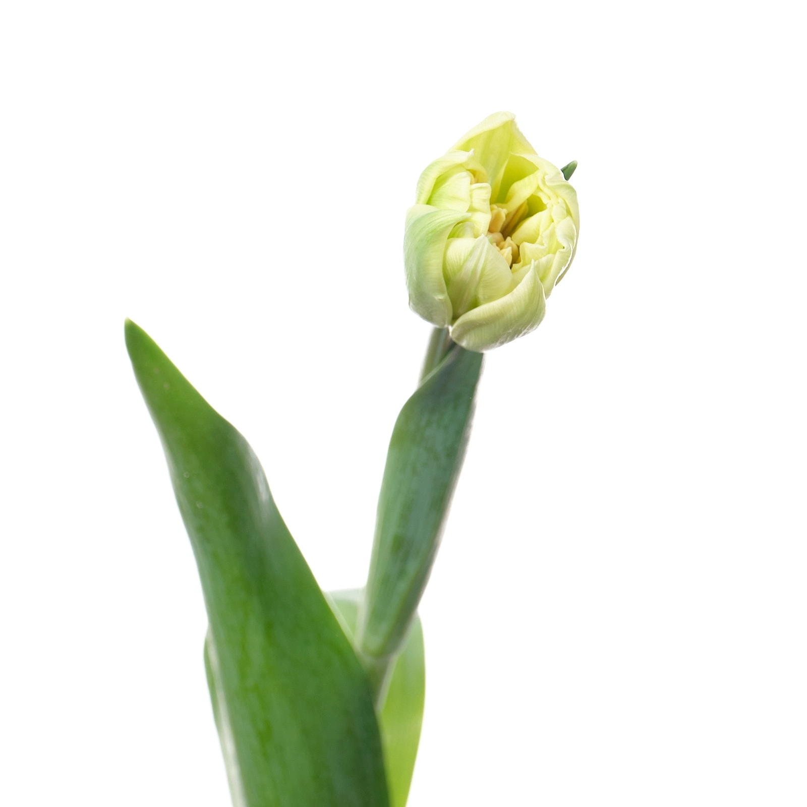 Tulip double verona | Wholesale flowers, plants and supplies Tulip double verona