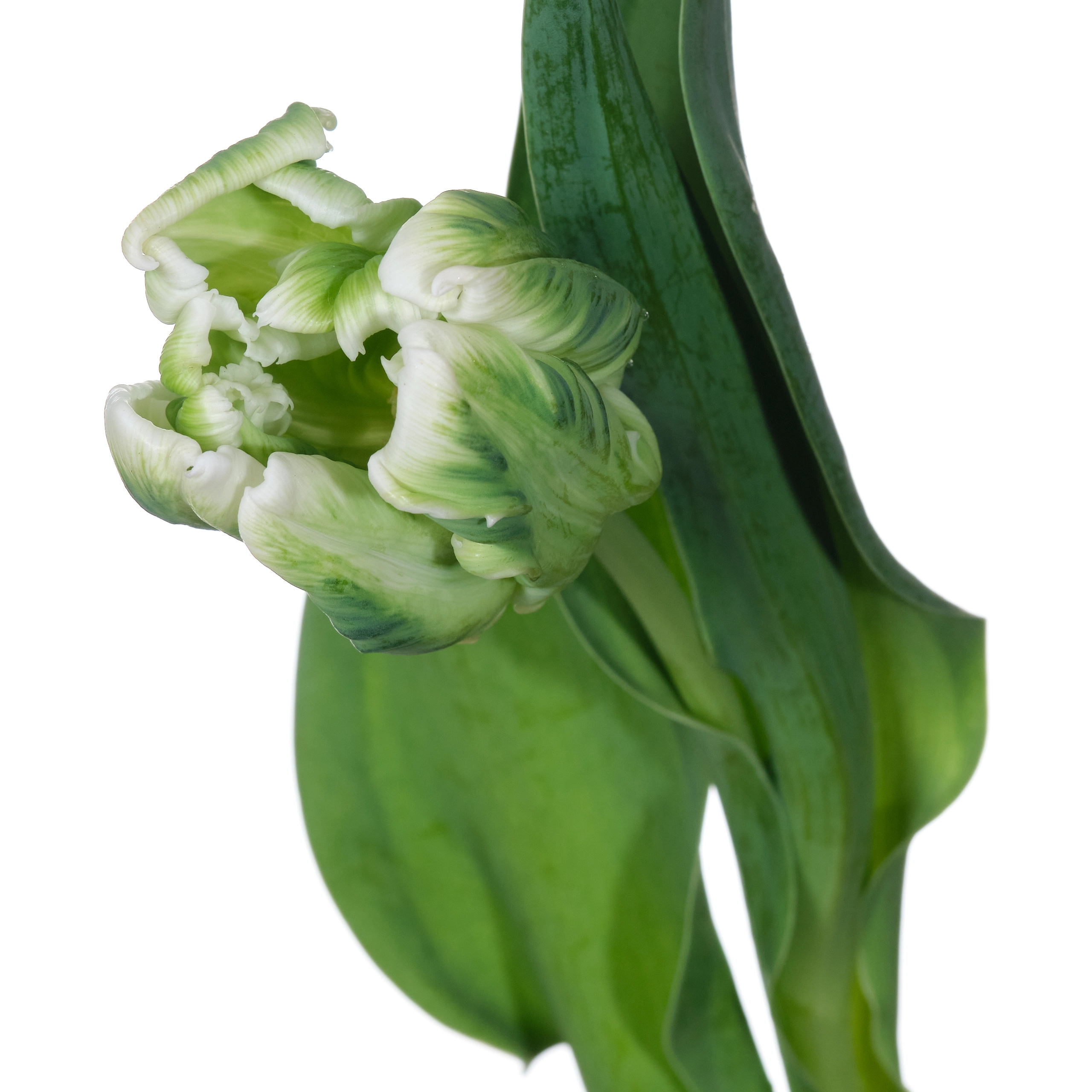 Tulip parrot super parrot | Wholesale flowers, plants and supplies Tulip parrot super parrot