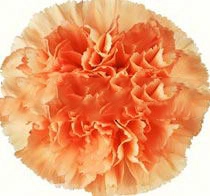 Carnation megan