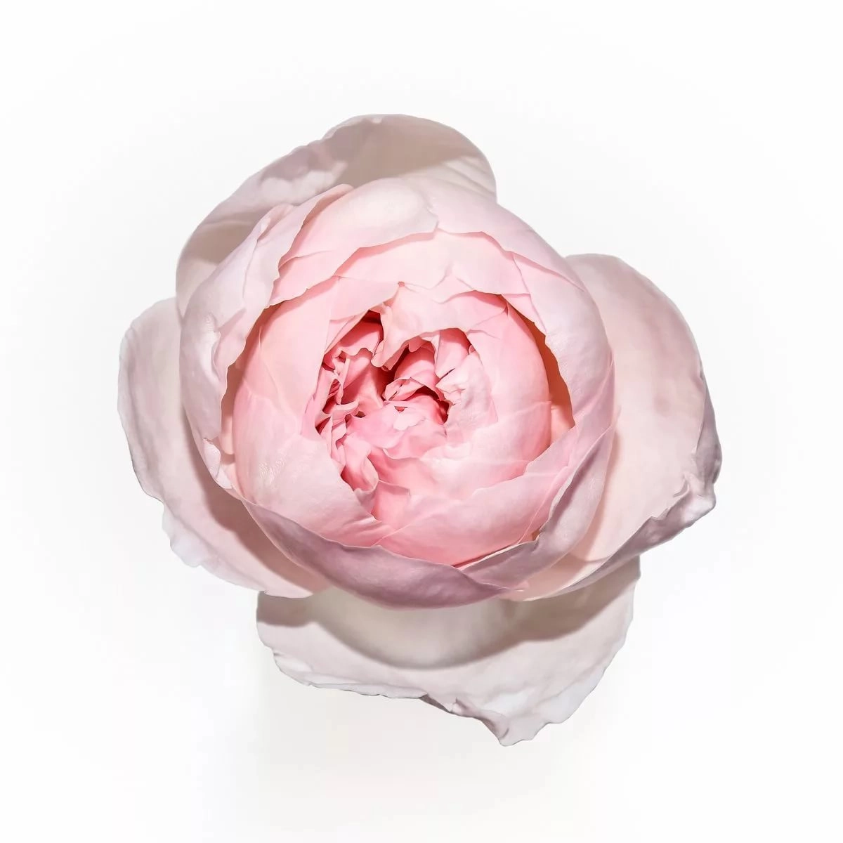 Rose peony pink