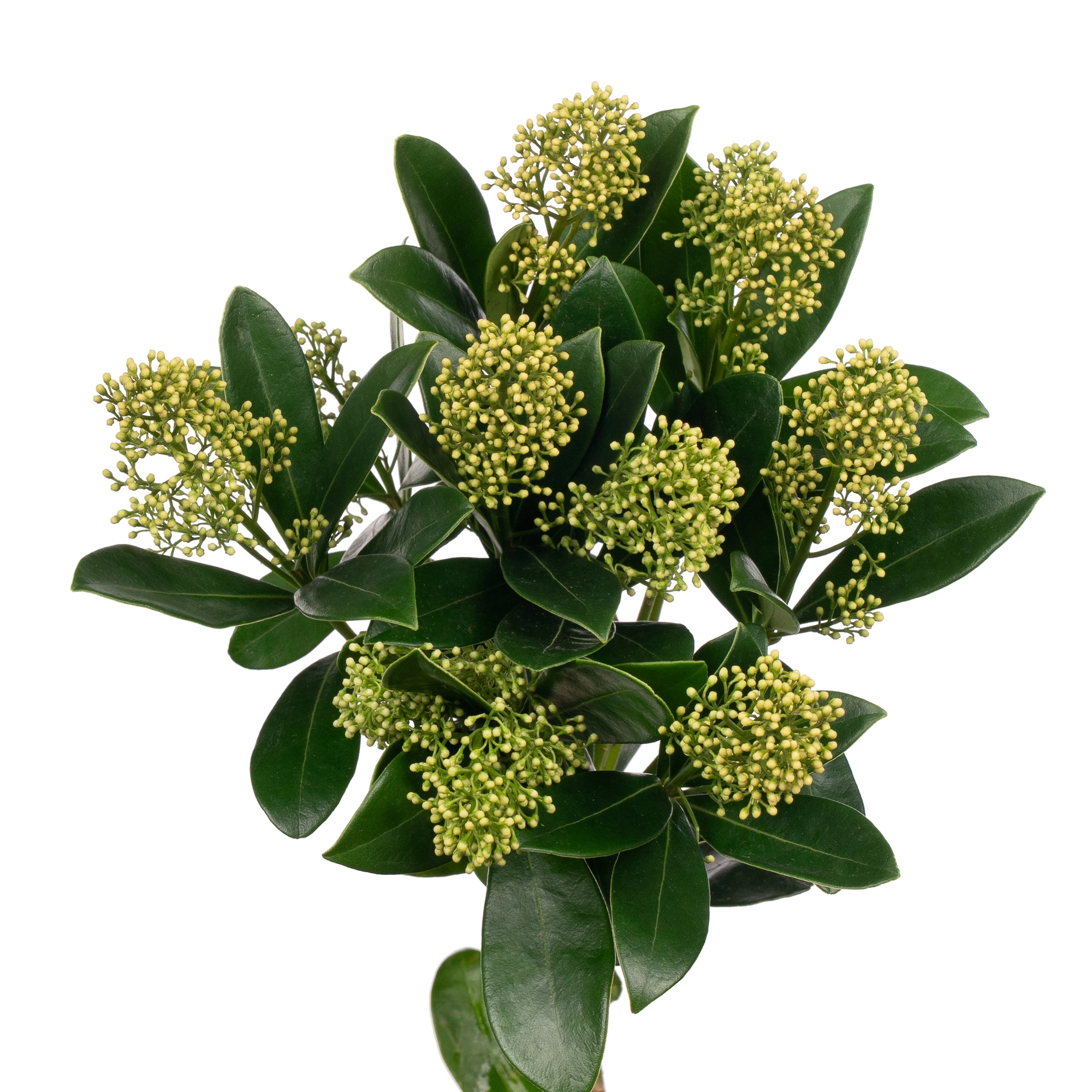 Skimmia finchy
