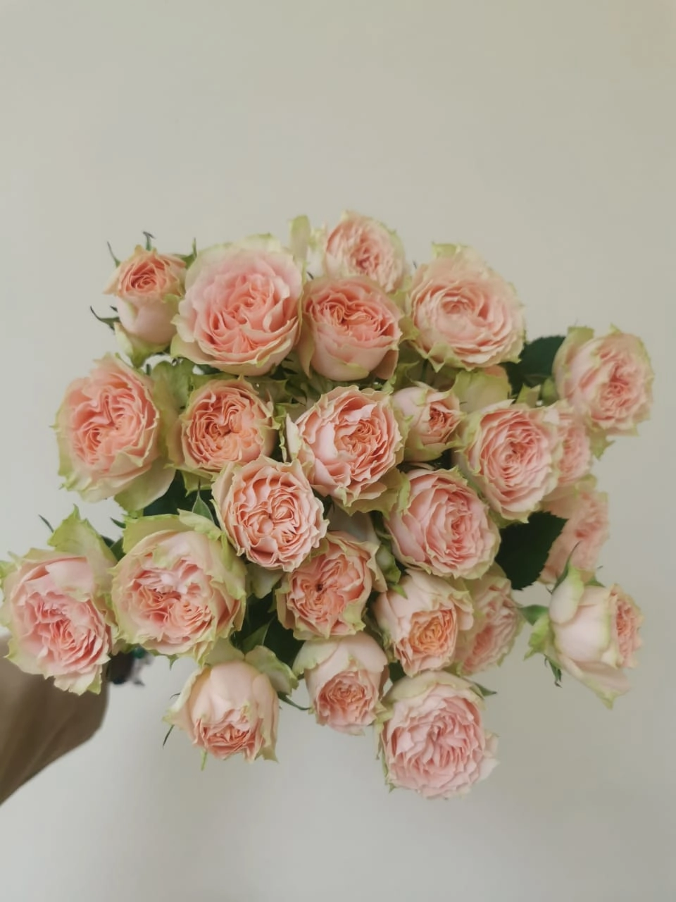 Rose spray holly | Wholesale flowers, plants and supplies Rose spray holly