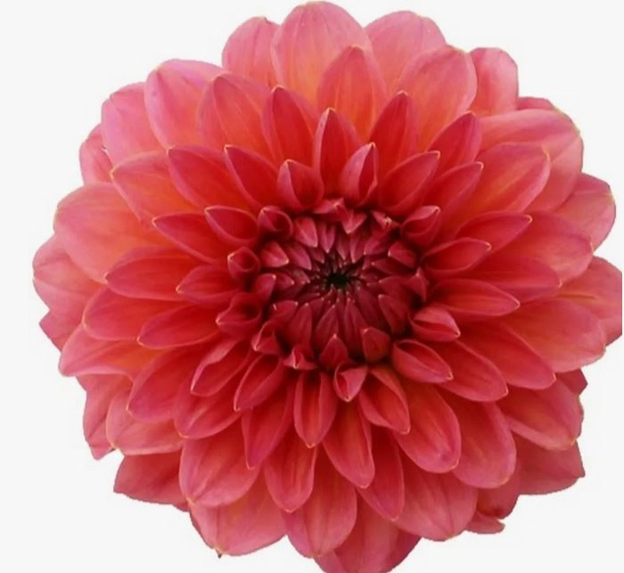 Dahlia salmon