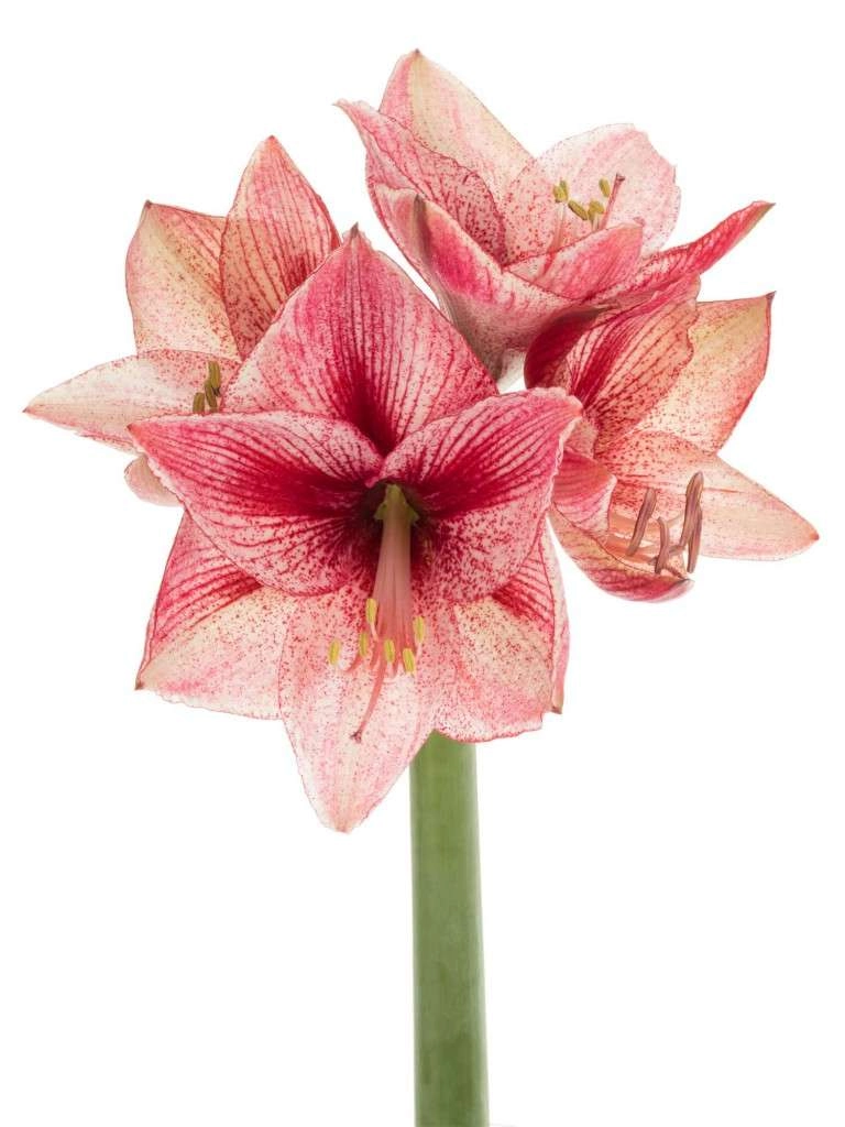 Hippeastrum revelation