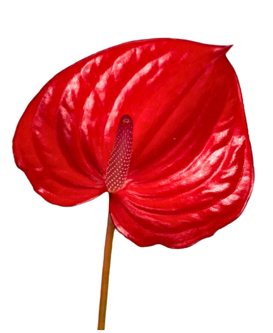 Anthurium red epps
