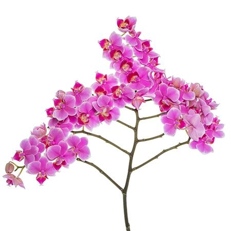 Phalaenopsis riri