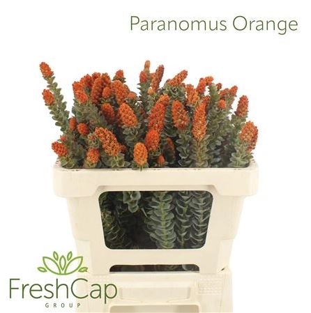 Kaaps paranomus orange | Wholesale flowers, plants and supplies Kaaps paranomus orange