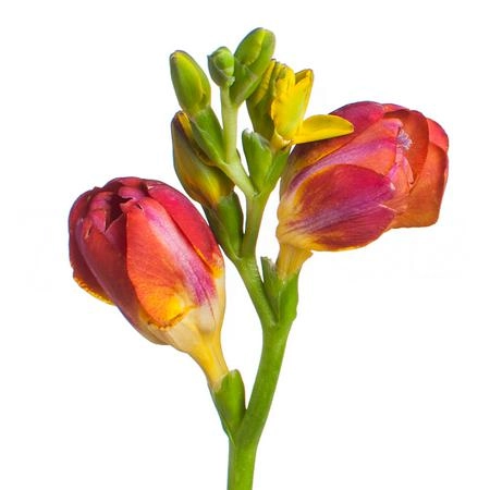 Freesia double mandarine