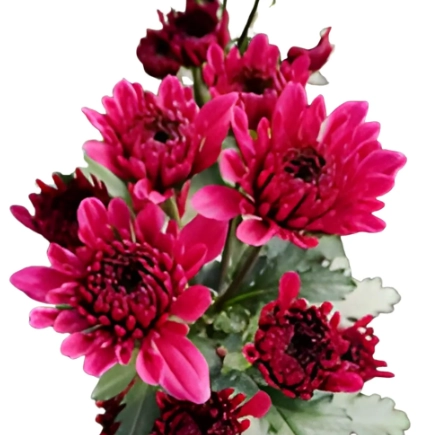 Chrysanthemum santini purple malibu