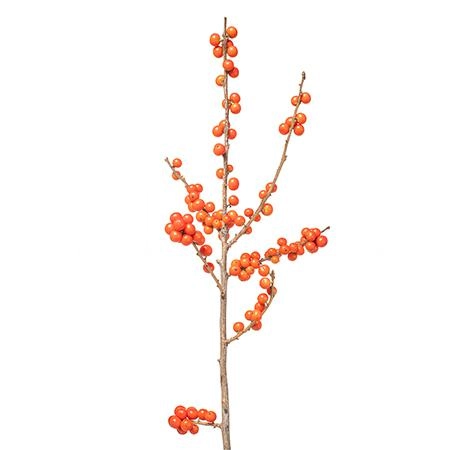 Ilex magical times | Wholesale flowers, plants and supplies Ilex magical times