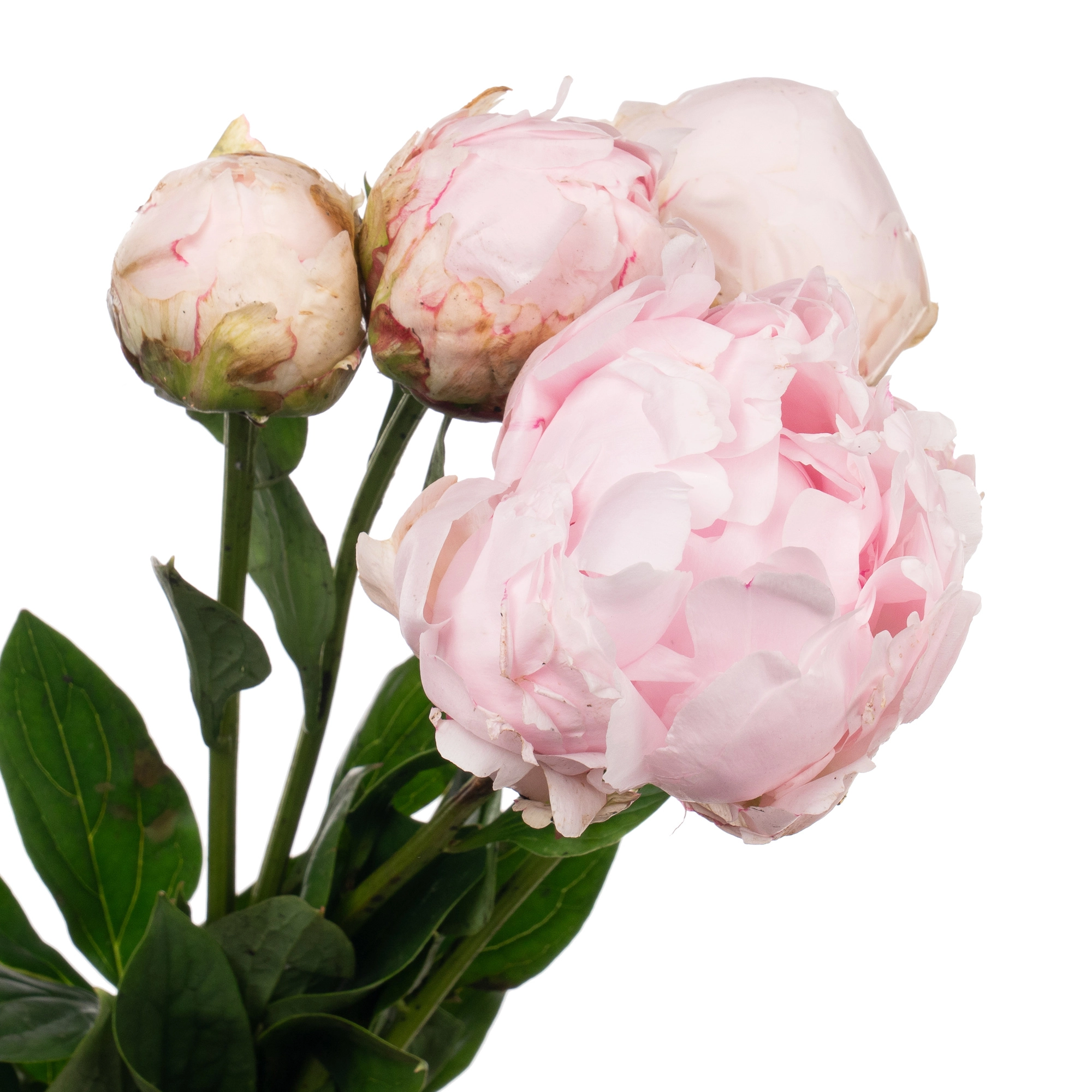 Paeonia pillow talk