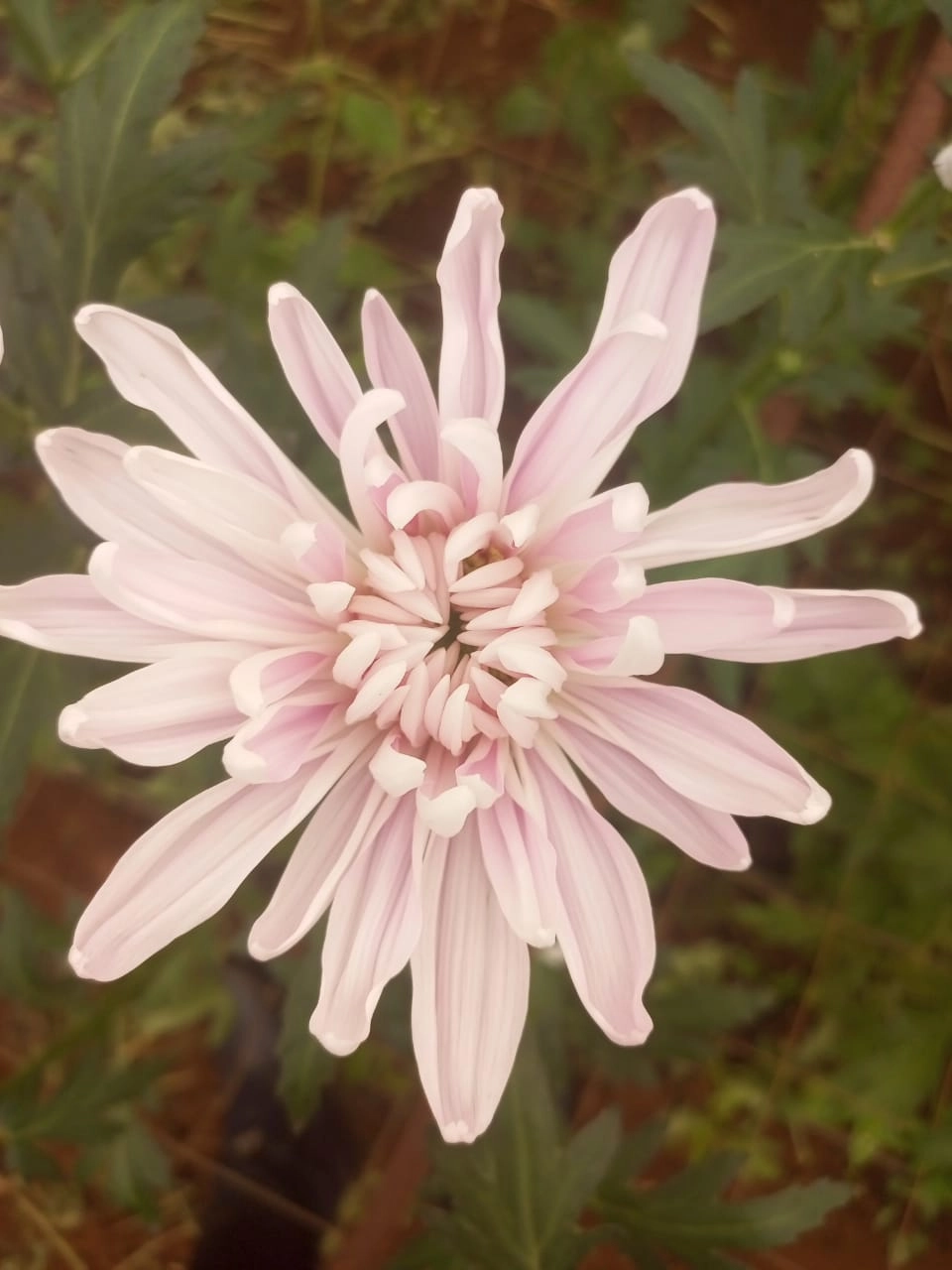 Chrysanthemum single gala pink