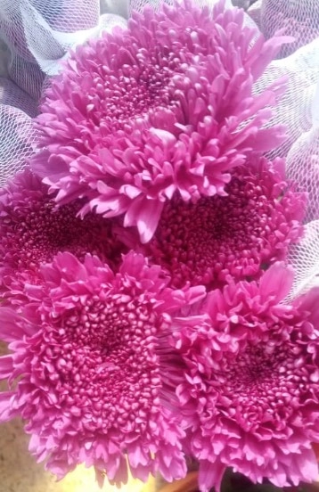 Chrysanthemum fringe