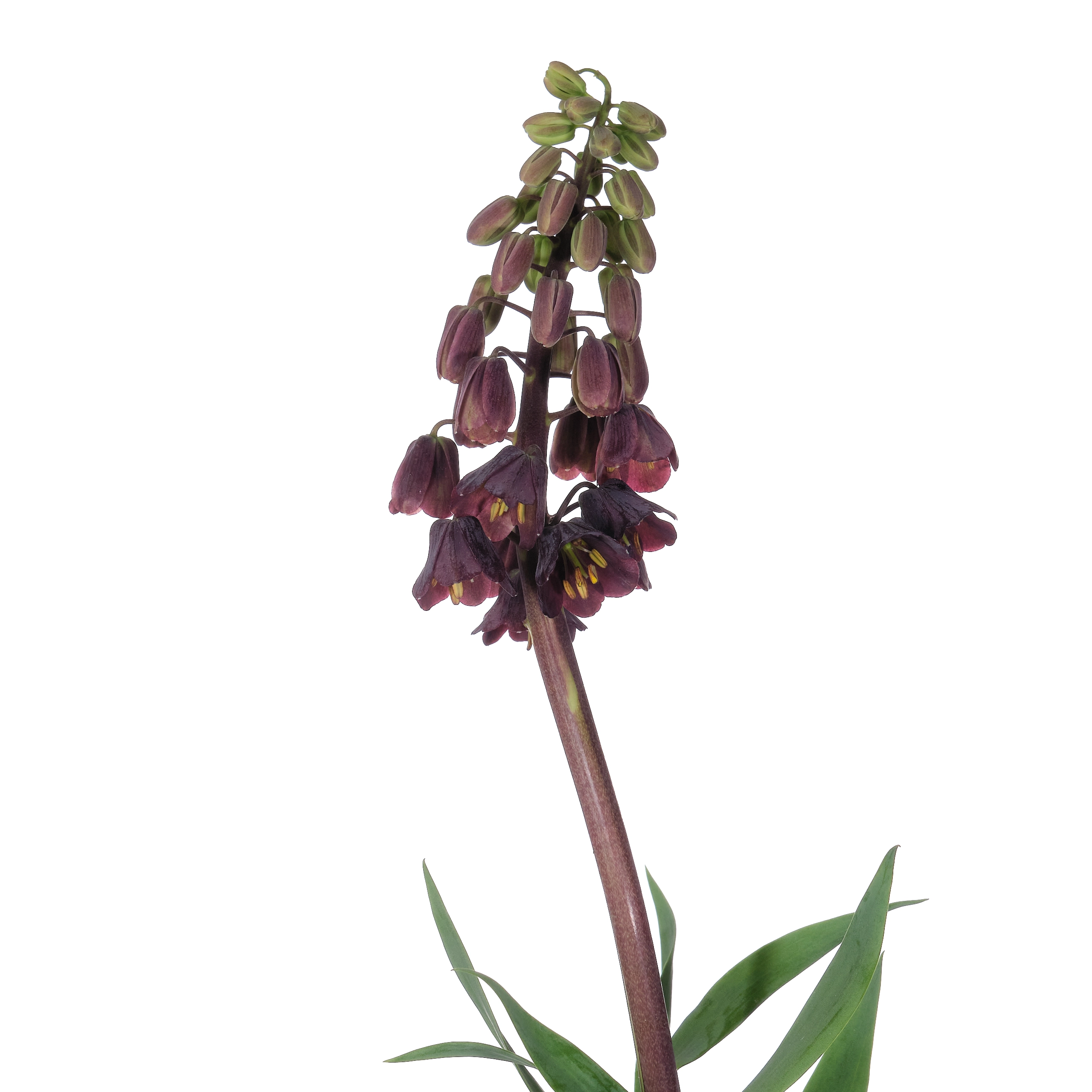 Fritillaria persica | Wholesale flowers, plants and supplies Fritillaria persica