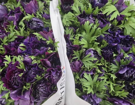 Anemone levante noire