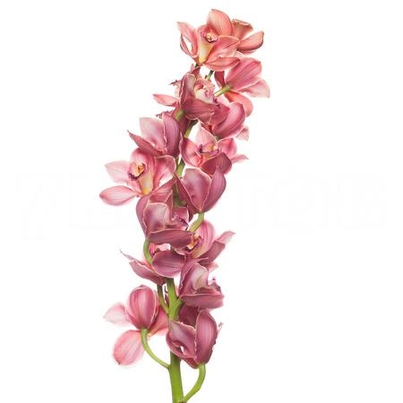 Cymbidium treasure red