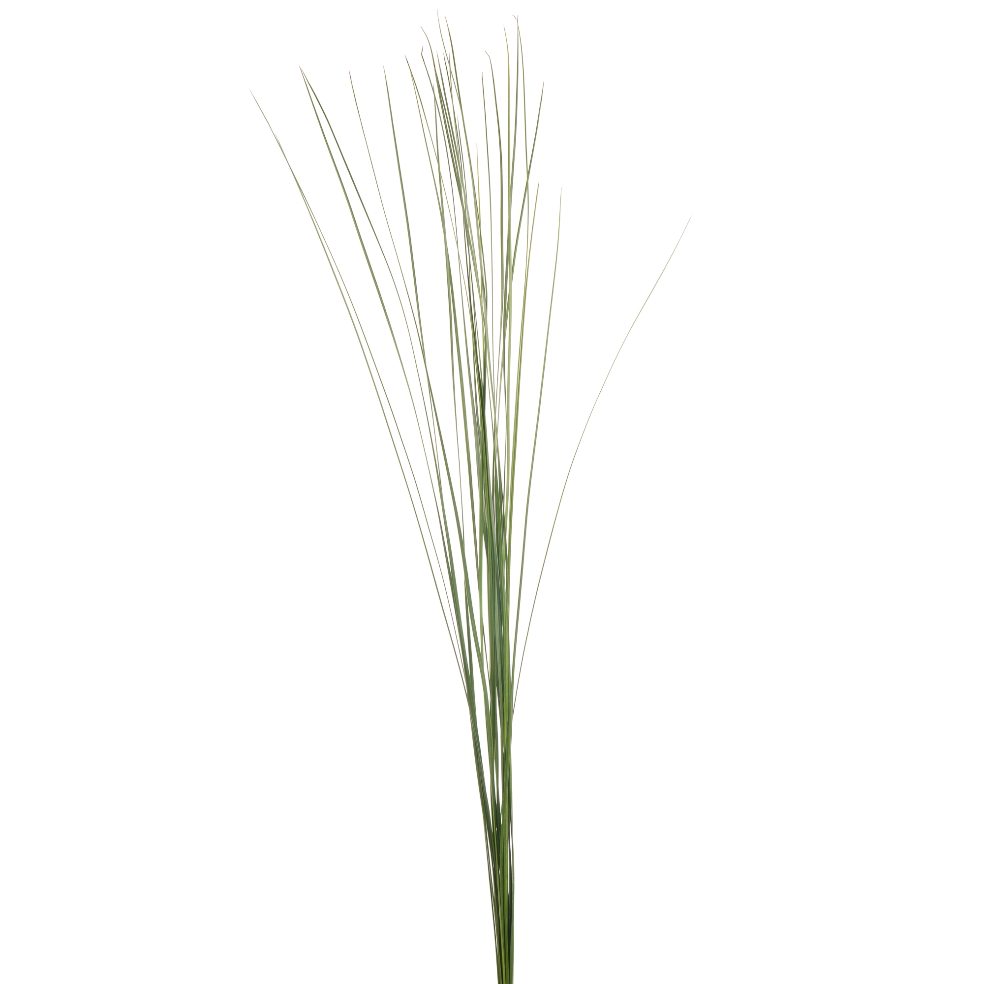 Blad Steelgrass