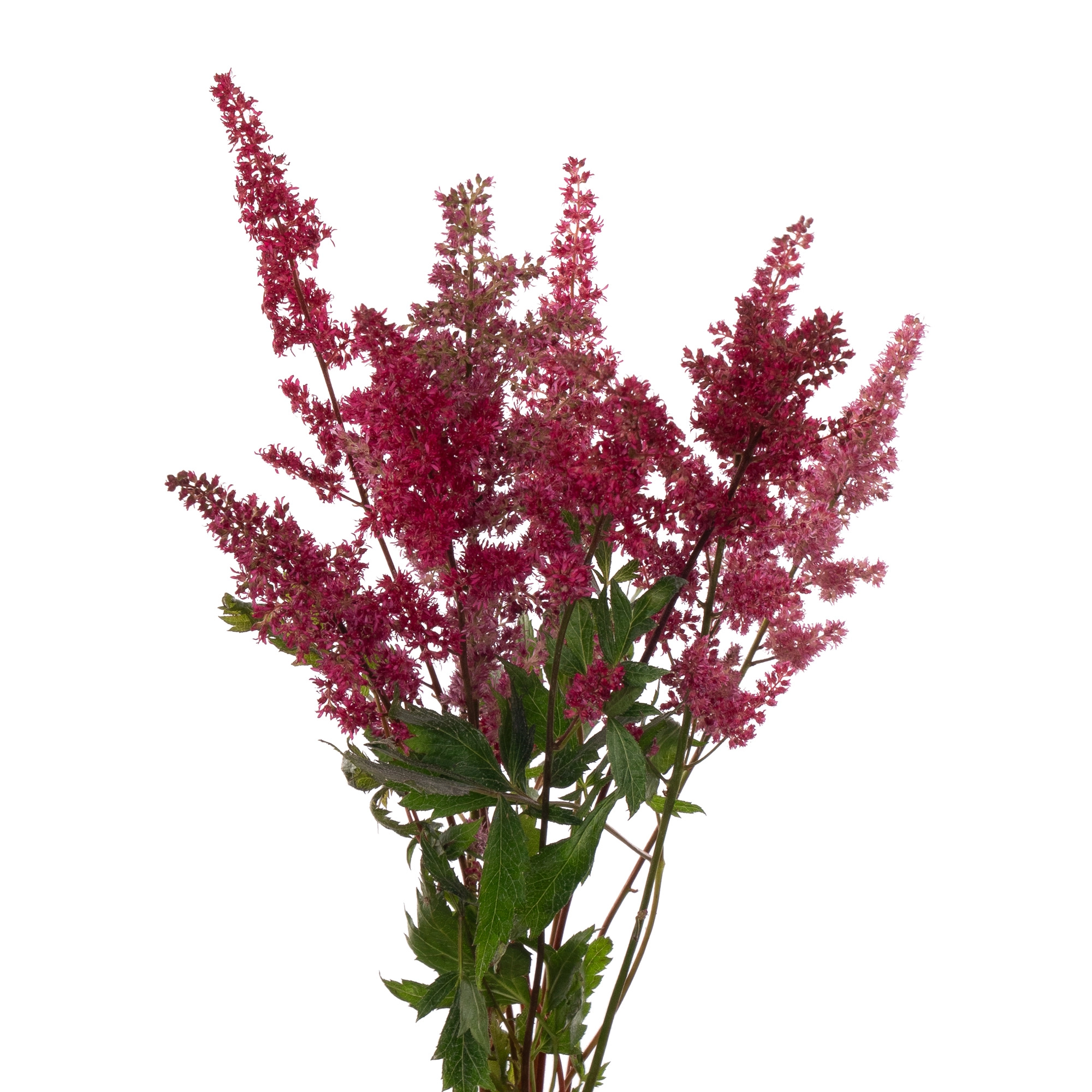 Astilbe fanal