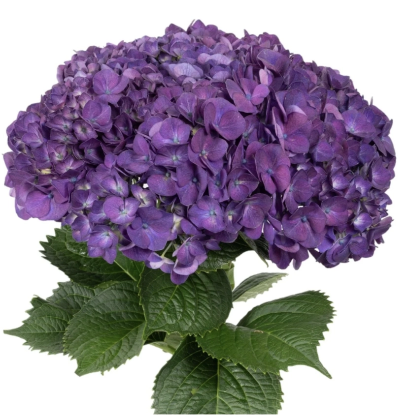 Hydrangea premium natural purple