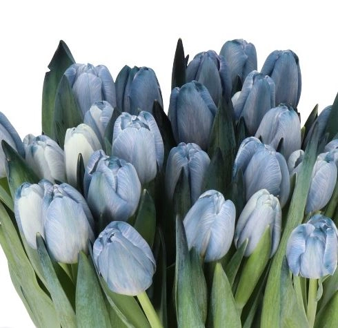 Tulip tinted blue