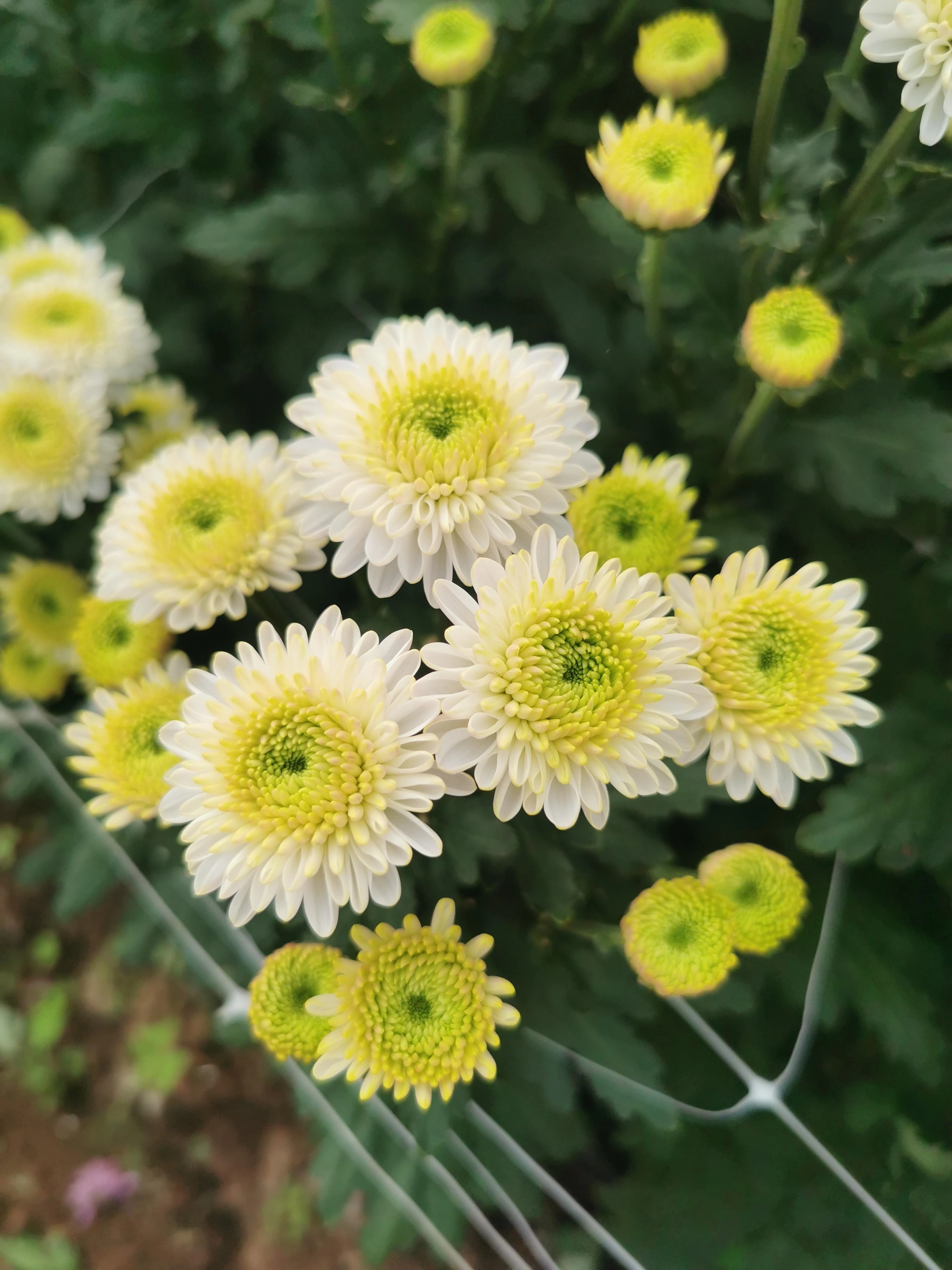 Chrysanthemum spray ferry