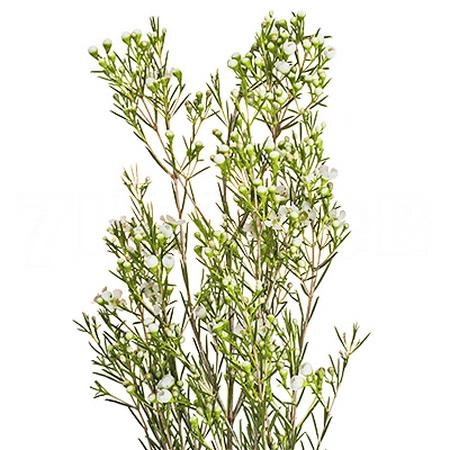 Chamelaucium ofir