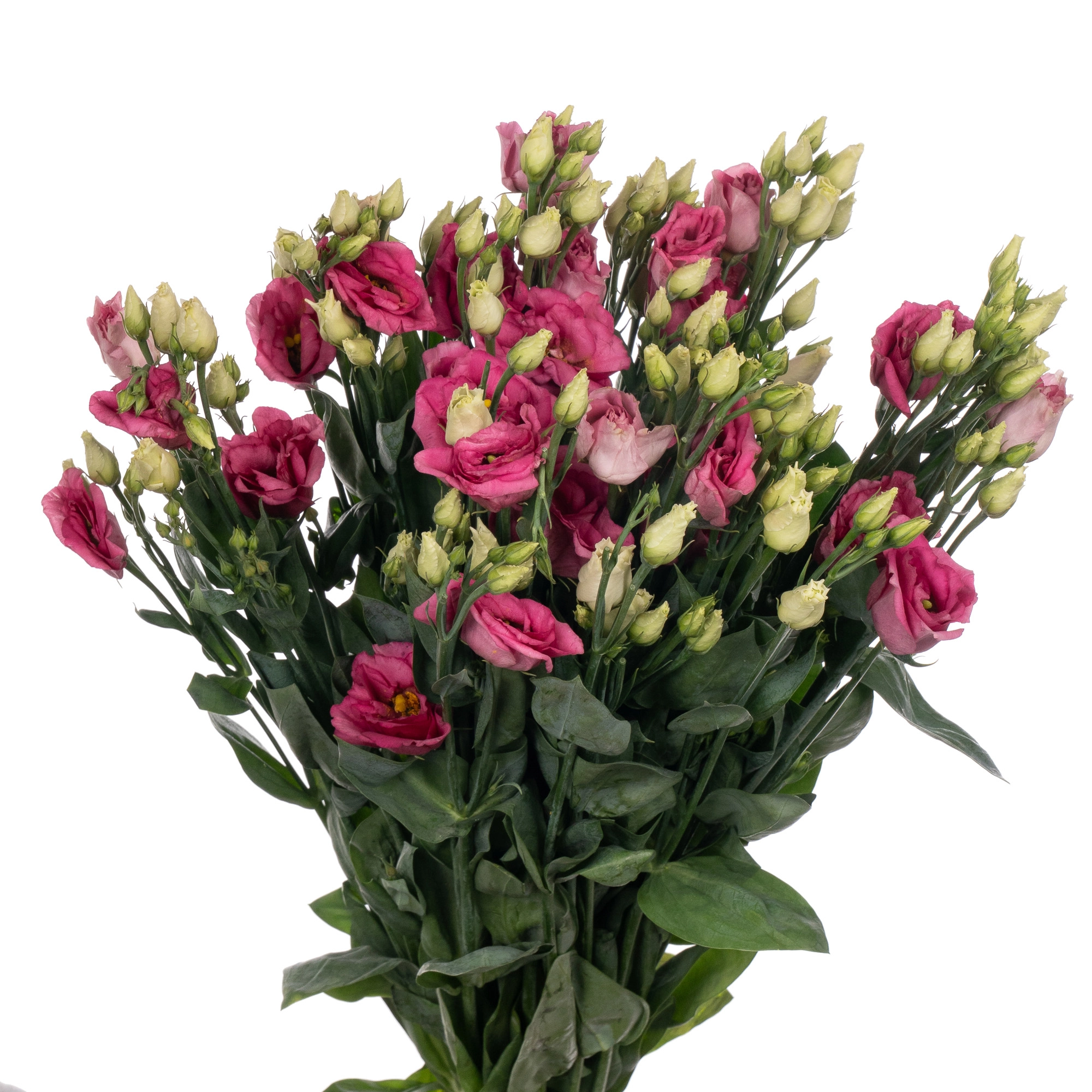 Eustoma double rosita rose pink
